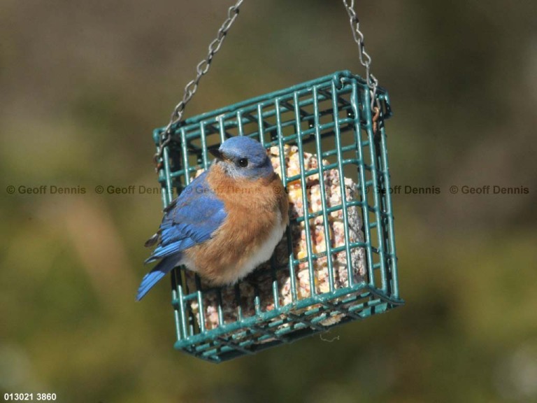 EABB-EH_Eastern-Bluebird