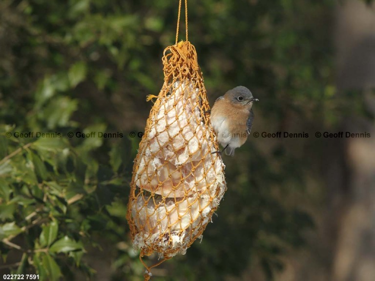 EABB-EI_Eastern-Bluebird