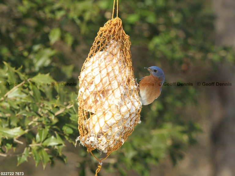 EABB-EJ_Eastern-Bluebird