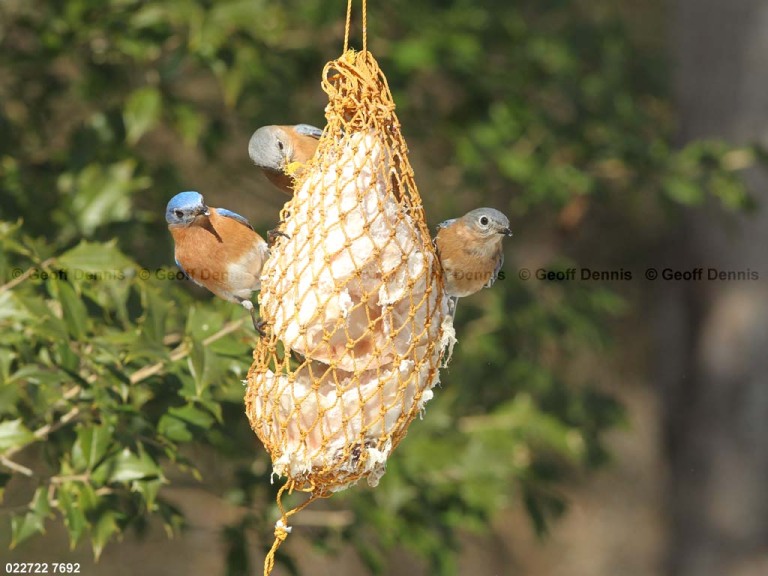 EABB-EK_Eastern-Bluebird