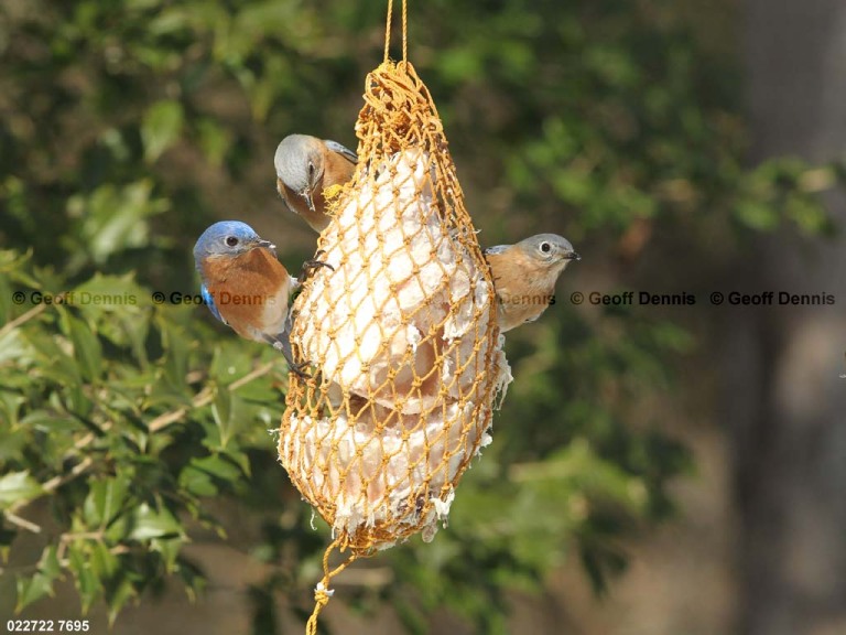 EABB-EL_Eastern-Bluebird