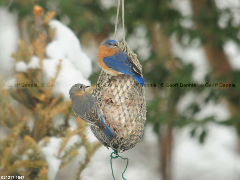 EABB-EM_Eastern-Bluebird