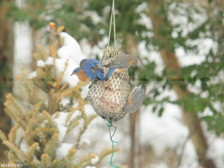 EABB-EN_Eastern-Bluebird