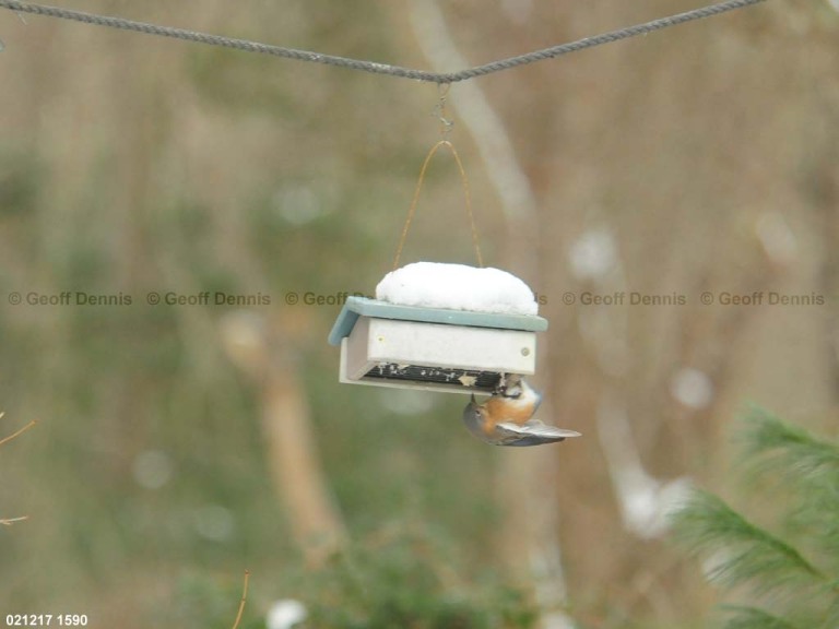 EABB-EO_Eastern-Bluebird