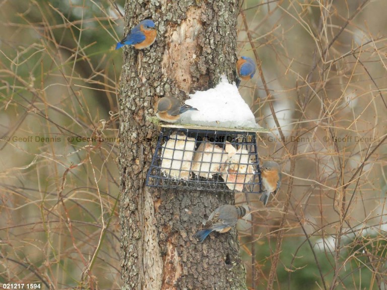 EABB-EP_Eastern-Bluebird