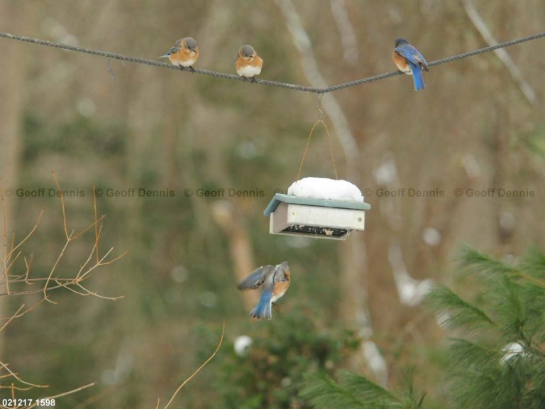 EABB-EQ_Eastern-Bluebird