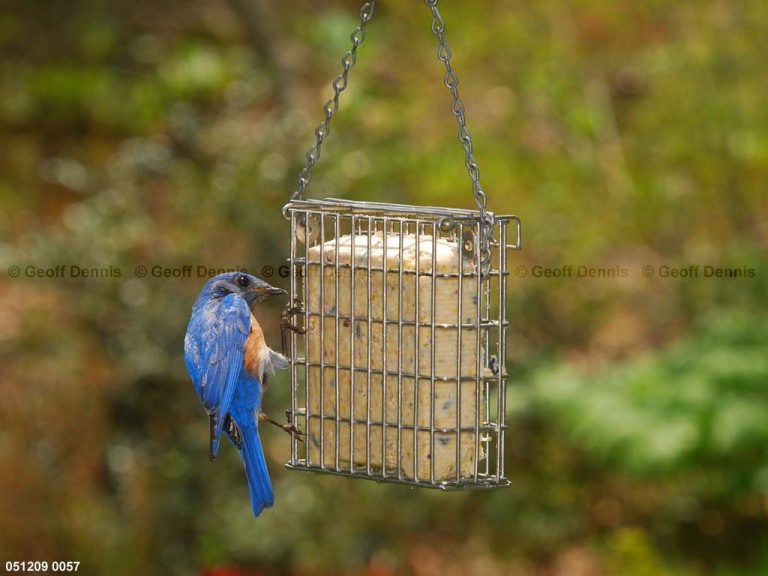 EABB-ER_Eastern-Bluebird