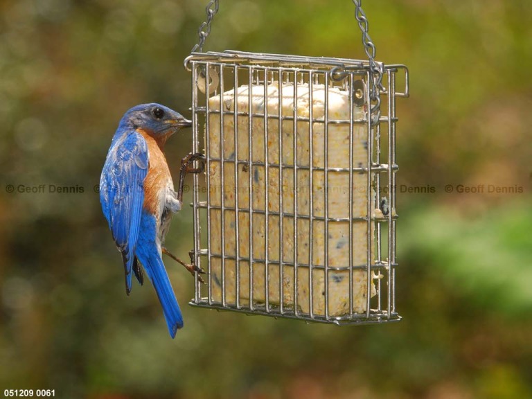 EABB-ES_Eastern-Bluebird