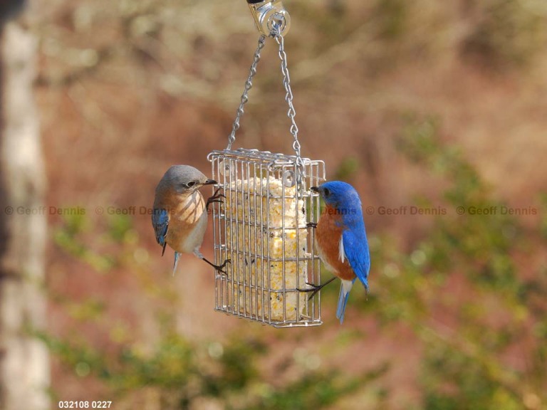 EABB-ET_Eastern-Bluebird