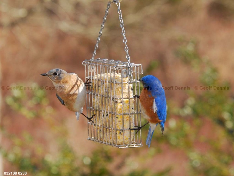 EABB-EU_Eastern-Bluebird
