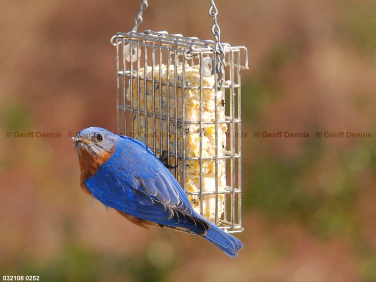 EABB-EV_Eastern-Bluebird