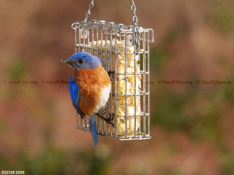 EABB-EW_Eastern-Bluebird