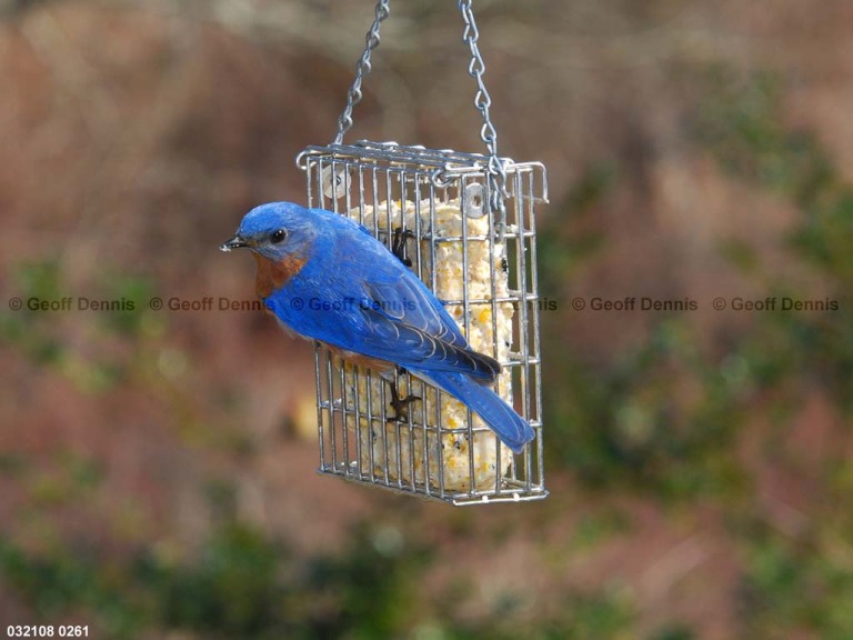 EABB-EX_Eastern-Bluebird