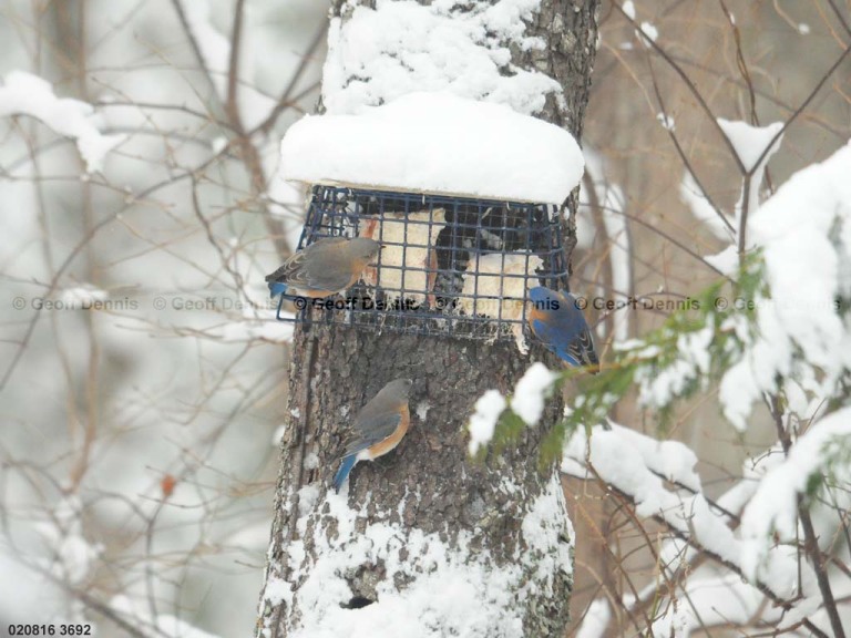 EABB-EY_Eastern-Bluebird
