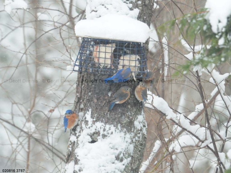 EABB-EZ_Eastern-Bluebird