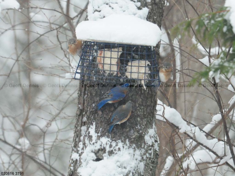 EABB-FA_Eastern-Bluebird