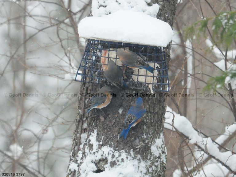 EABB-FB_Eastern-Bluebird