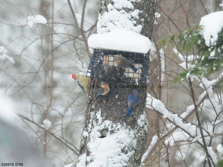EABB-FC_Eastern-Bluebird