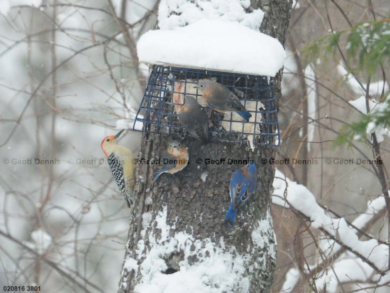 EABB-FD_Eastern-Bluebird