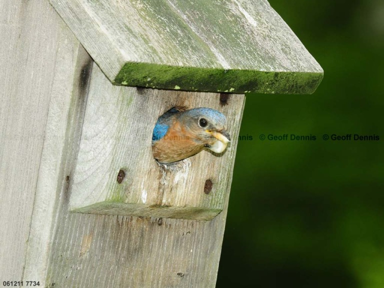 EABB-FG_Eastern-Bluebird