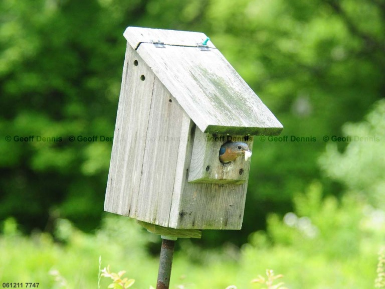 EABB-FH_Eastern-Bluebird
