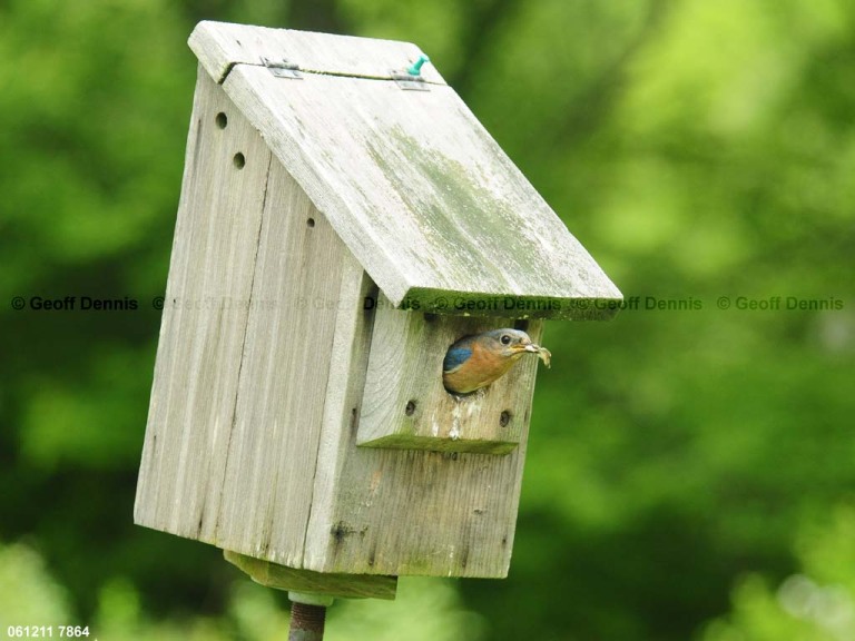 EABB-FI_Eastern-Bluebird