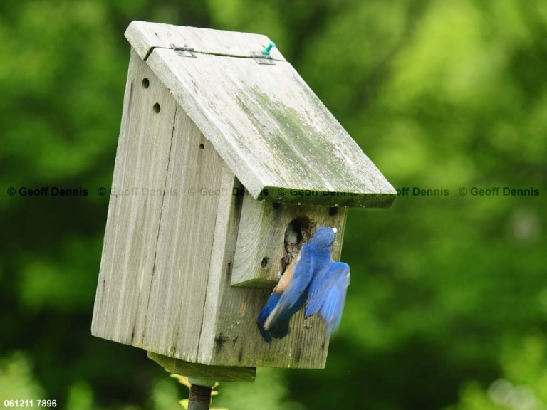EABB-FJ_Eastern-Bluebird