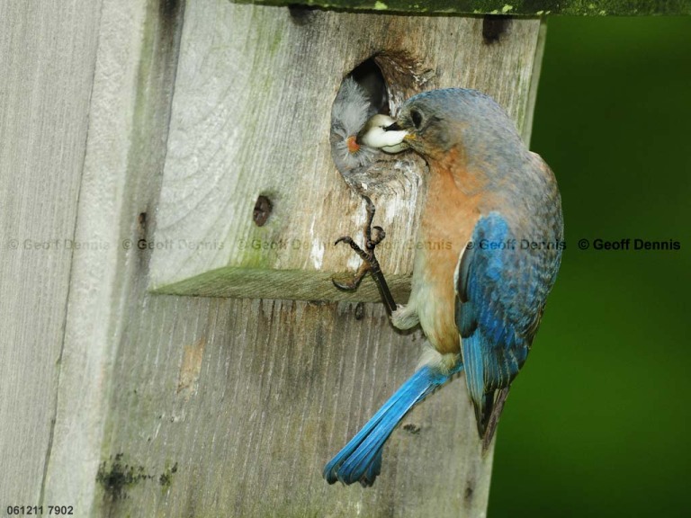 EABB-FK_Eastern-Bluebird