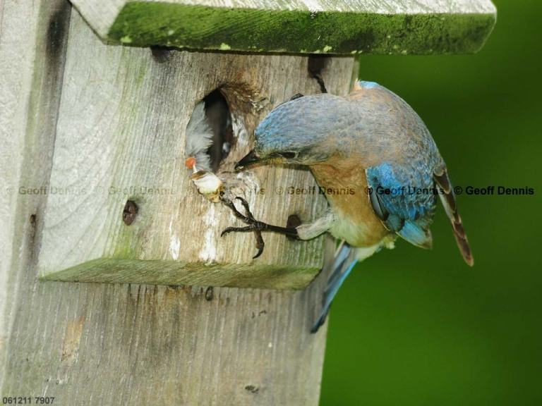 EABB-FL_Eastern-Bluebird