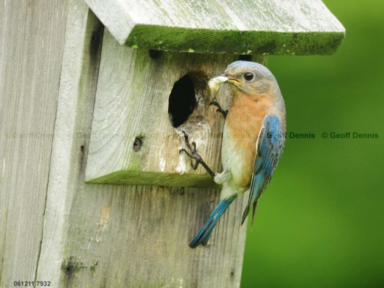 EABB-FM_Eastern-Bluebird