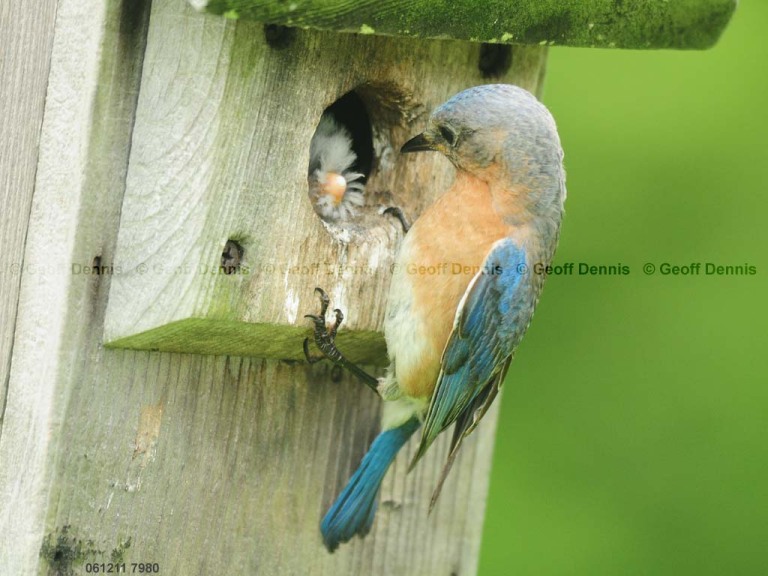 EABB-FN_Eastern-Bluebird