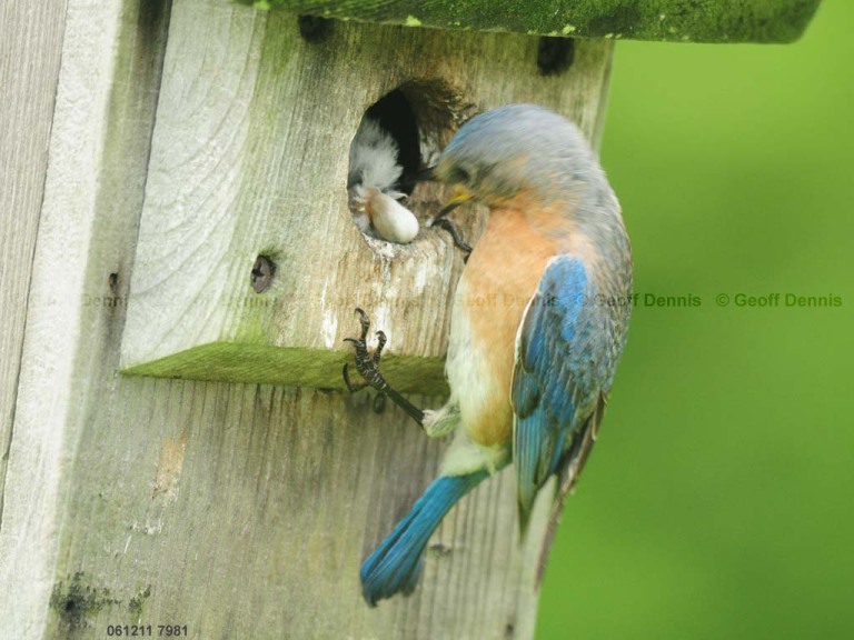 EABB-FO_Eastern-Bluebird