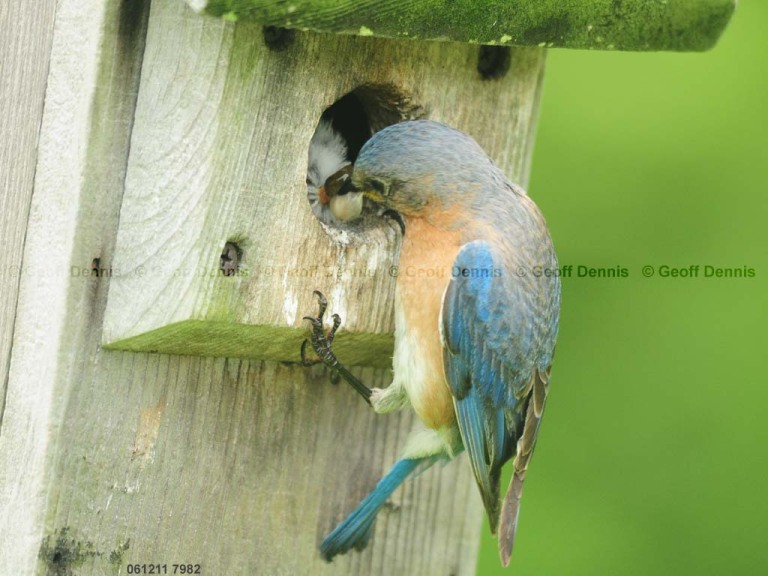 EABB-FP_Eastern-Bluebird