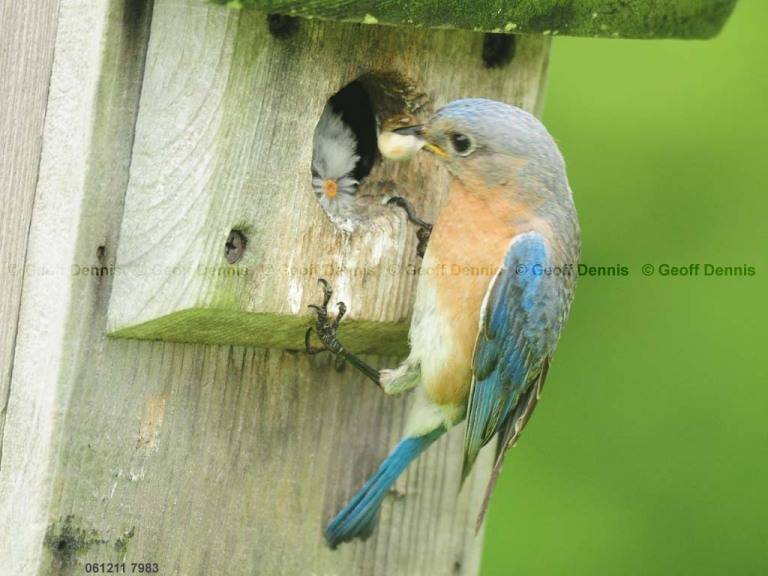 EABB-FQ_Eastern-Bluebird