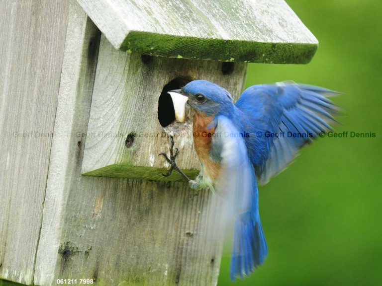EABB-FR_Eastern-Bluebird
