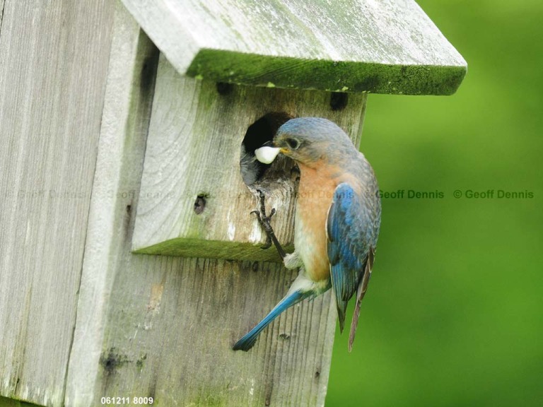 EABB-FS_Eastern-Bluebird