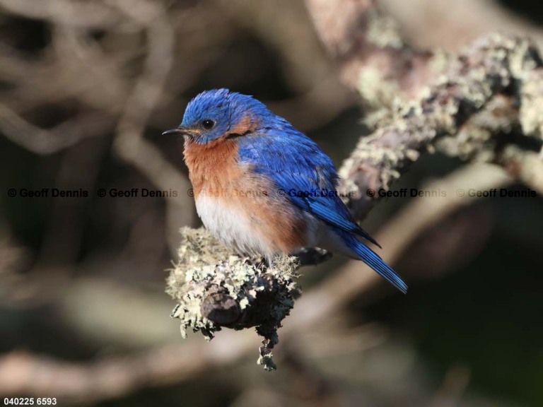 EABB-FT_Eastern-Bluebird