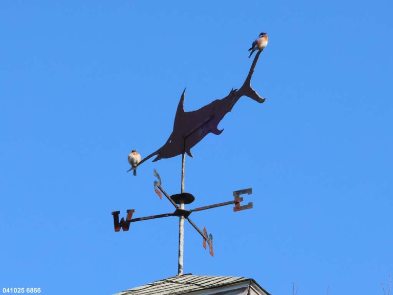 EABB-FU_Eastern-Bluebird