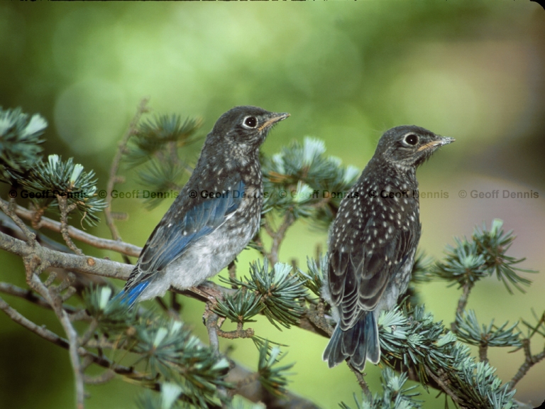 EABB-FV_Eastern-Bluebird