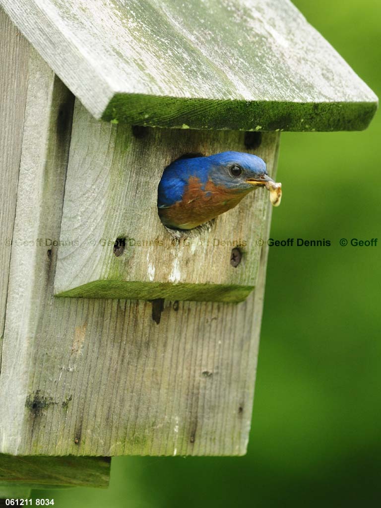 EABB-MA_Eastern-Bluebird