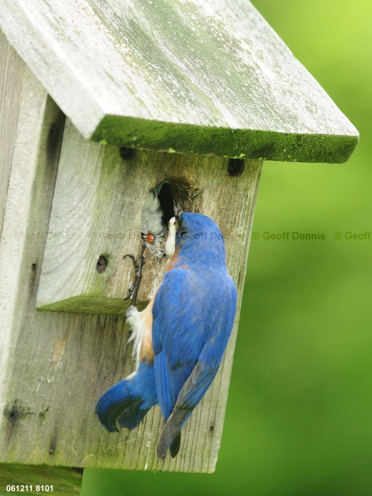 EABB-MB_Eastern-Bluebird