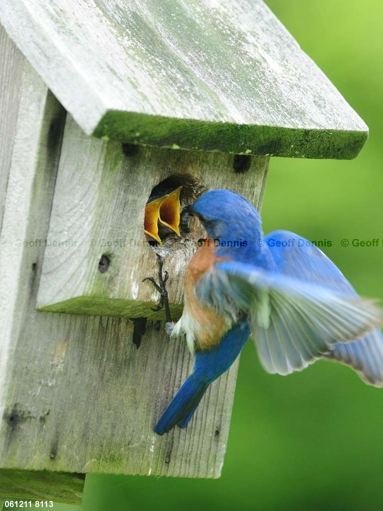 EABB-MC_Eastern-Bluebird