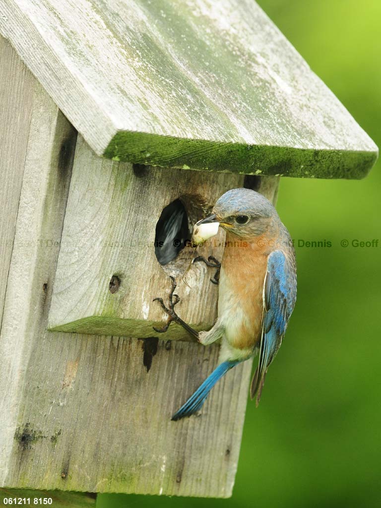 EABB-MD_Eastern-Bluebird