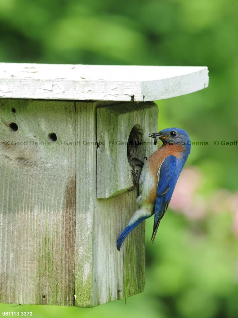 EABB-ME_Eastern-Bluebird