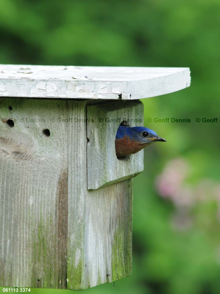 EABB-MF_Eastern-Bluebird