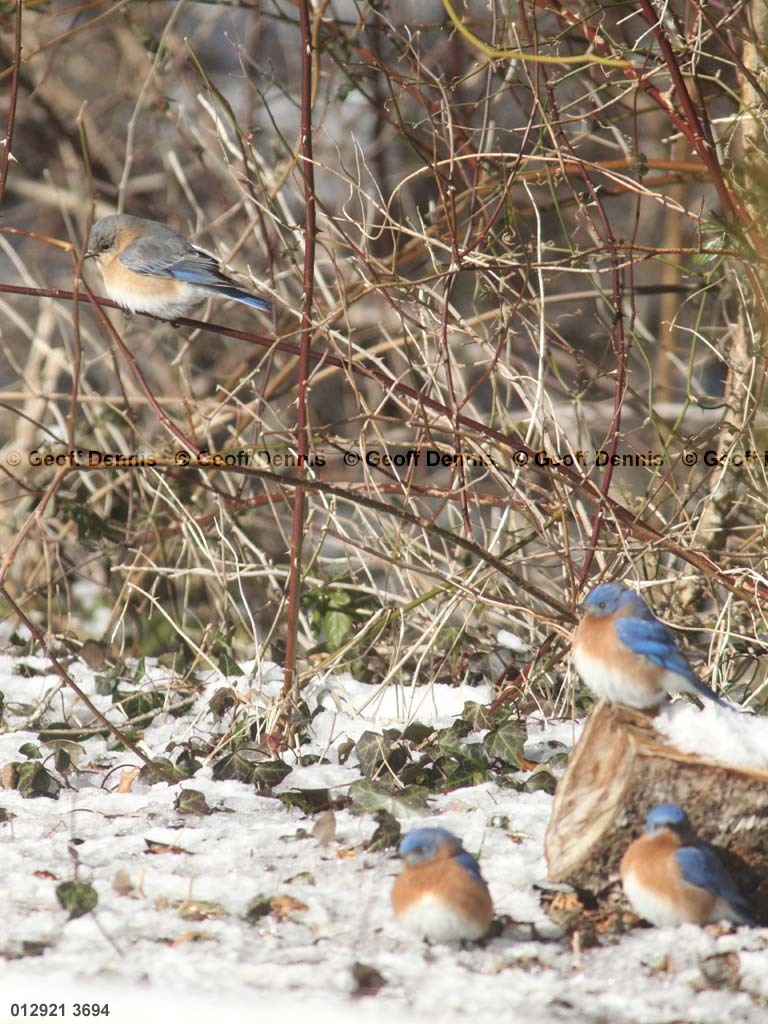 EABB-MG_Eastern-Bluebird