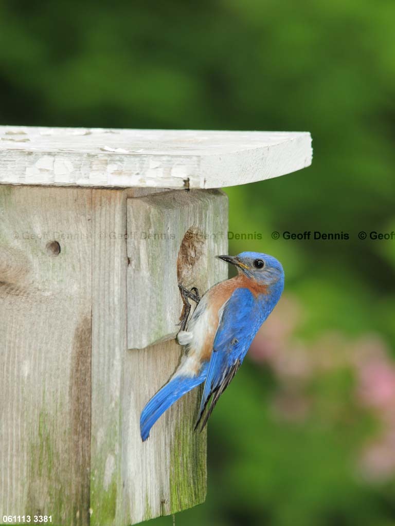EABB-MH_Eastern-Bluebird