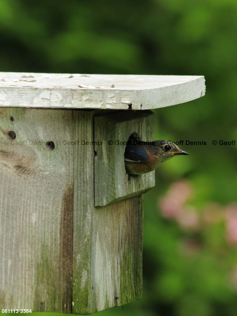 EABB-MI_Eastern-Bluebird