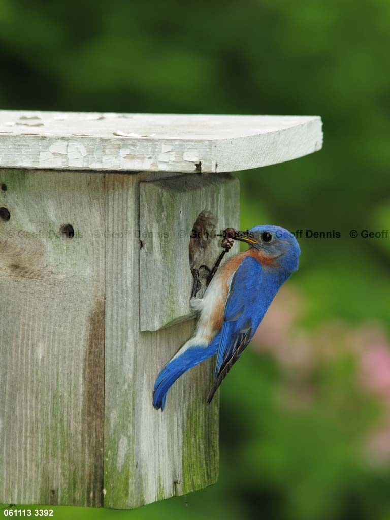 EABB-MJ_Eastern-Bluebird