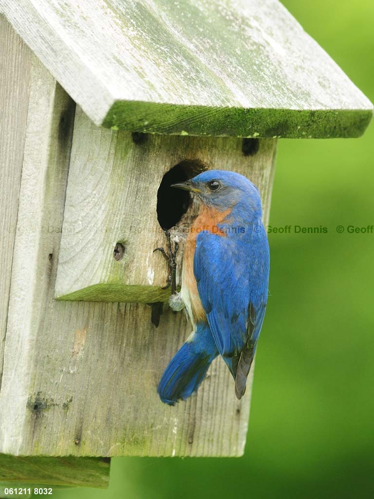 EABB-MK_Eastern-Bluebird